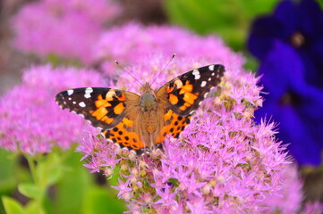 Fototapeta na wymiar Beautiful butterfly with open wings on purple flower