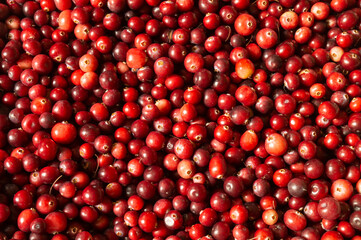 Beautiful background from red cranberry close-up