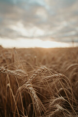 field of wheat