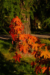 Autumn maple leaves on a branch in park, vertical autumn photo