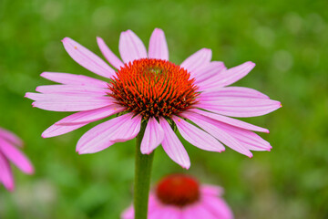 Fototapeta premium Large pink chamomile on a green background