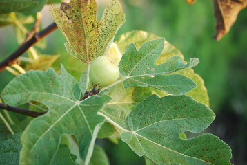 White Fig Fruit on Tree