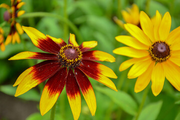 Unusual yellow chamomiles on a green background