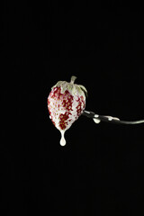 Strawberry berry on a fork on a black background. Milk is poured on top of it