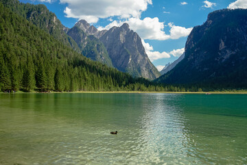 Fototapeta na wymiar Dobbiaco lake in summer with a duck