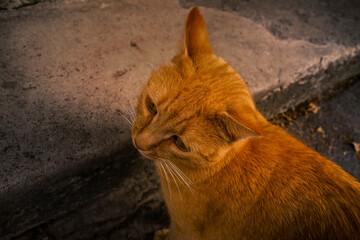 Fototapeta premium Rothaarige Katze.