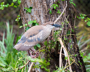 Black Crowned Night Heron Bird Stock Photos.  juvenile bird perched on a branch displaying brown feather plumage, body, head, eye, beak in its habitat and environment.