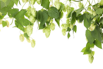 Fototapeta na wymiar Fresh green hop isolated on white background