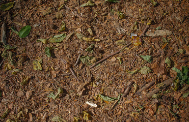 Texture forest floor with small branches and leaves in brown and green.