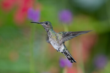 Fototapeta na wymiar A juvenile White-necked Jacobin hummingbird hovering with flowers blurred in the background. brightly lit tropical bird, bird in flight, hummingbird in garden, beautiful nature, wildlife in nature