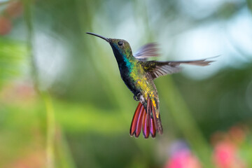 A Black-throated Mango hummingbird hovering with a blurred background. brightly lit tropical bird, bird in flight, hummingbird in garden, beautiful nature, wildlife in nature
