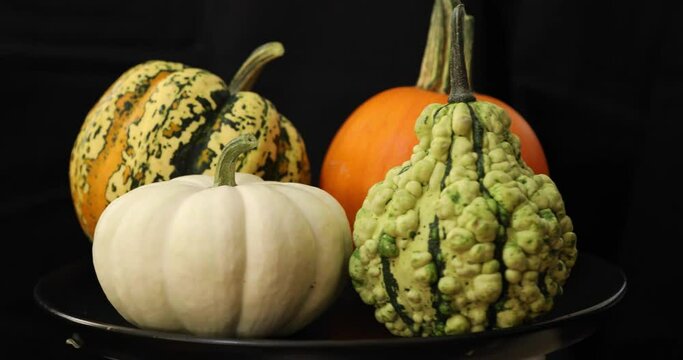 Different kind of colorful pumpkins rotating