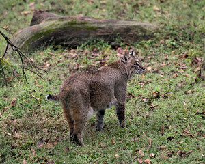 Bobcat Stock Photos. Bobcat close up rear view walking and showing its brown fur, body, tail, head, ears, eyes, nose, mouth and enjoying its environment and habitat. Image. Picture. Portrait.