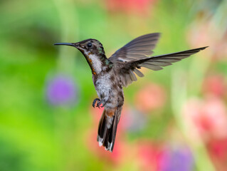 A juvenile Ruby Topaz hummingbird hovering in a defensive posture, brightly lit tropical bird, bird in flight, hummingbird in garden, beautiful nature, wildlife in nature