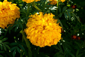 Flowers of yellow marigolds on a flower bed in the garden.