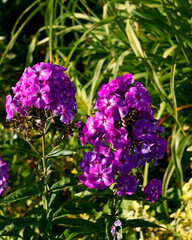 Fototapeta premium Beautiful purple phlox varieties in the city garden.