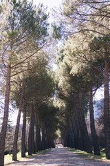 Fototapeta premium tree trail in the park