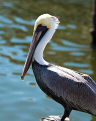 Brown Pelican stock Photos.  Brown pelican close-up profile side view standing by the water. Picture. Portrait. Image.