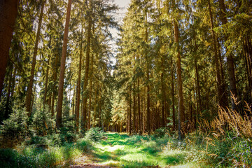 Evening forest in warm sunligh