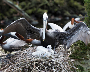 Brown Pelican stock Photos. Brown pelican with its baby pelican protection the baby with spread wings, displaying brown feathers, body, plumage in their environment and habitat.  Picture. Image. 