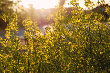 Fototapeta premium leaves at sunset