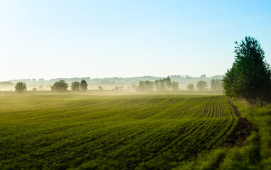 Beautiful scenic landscape with fog. A green field with a light haze above the ground. Farmland. Sown fields. Soft focus.