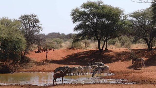Plains zebras and a tsessebe antelope drinking at a waterhole, Mokala National Park, South Africa