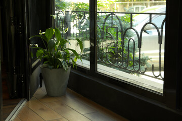 Fototapeta premium Plant in a flower pot in the restaurant