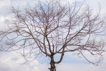 tree in winter with blue sky