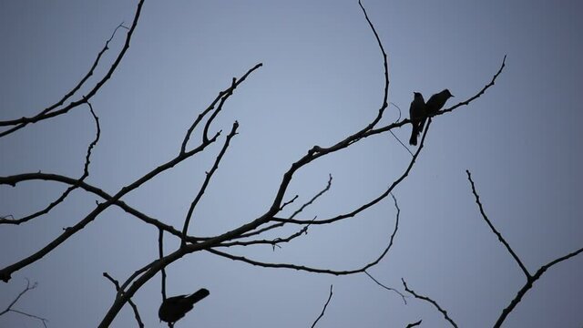 Bird on tree in sunset time
