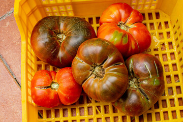 Tomates rojos sobre cesta amarilla en la frutería. Tomates grandes y naturales. Recursos gráficos.