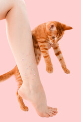 Woman's thin unshaven leg with sparkles on a pink background. Red kitten near the leg. Feminism