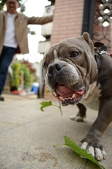 Obraz premium english bulldog sitting on a bench