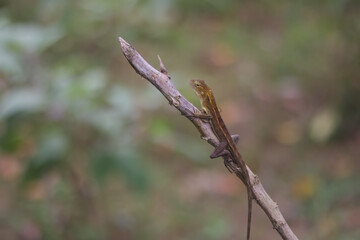 chameleon sitting on a branch