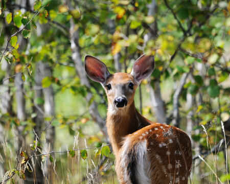 Deer Stock Photos. Deer close-up view displaying brown reddish fur, head, ears, eyes, nose, with a blur foliage background in its environment and surrounding. Image. Picture. Portrait. 