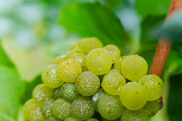 白ワインぶどうの実り