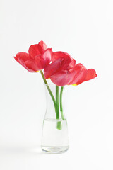 beautiful bouquet of red tulips on a white background. composition of spring flowers
