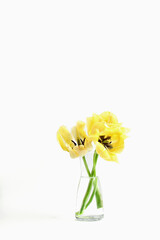 yellow blooming Tulip flowers in a transparent vase on a white background. minimalistic composition with space for text
