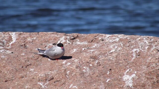 A cute adult white gray arctic tern bird (Sterna paradisaea) looking and turning around on a big stone with a fast flowing sea or river in the background with copy space