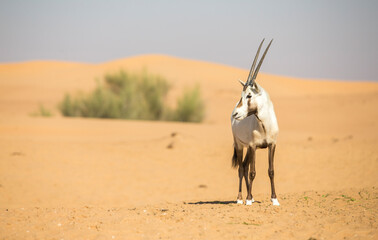 arabian oryx in a desert near Dubai