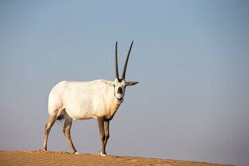 arabian ory in a desert near Dubai