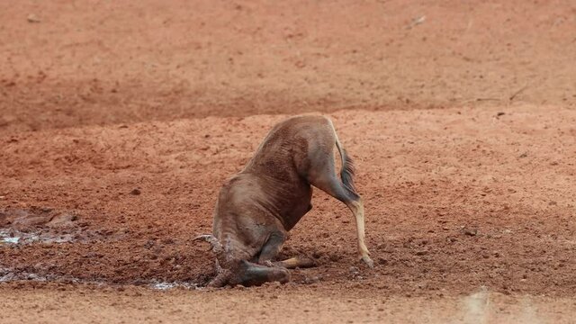 A tsessebe antelope (Damaliscus lunatus)  playing in mud at a waterhole, Mokala National Park, South Africa