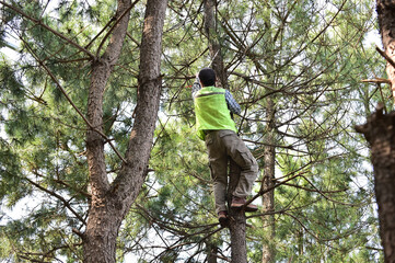 Lumberjack climb tree and cuts branches.