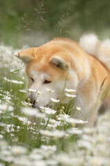 Akita walking in the grass