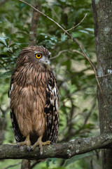Brown fish owl (Ketupa zeylonensis) perching on a branch with its front towards the viewer