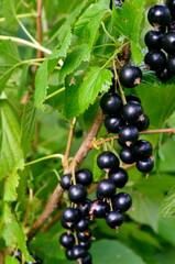 Blackcurrants on the branch in the garden, harvest of blackcurrants on the branch