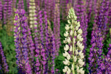 Obraz premium Lupine field with pink purple and blue flowers