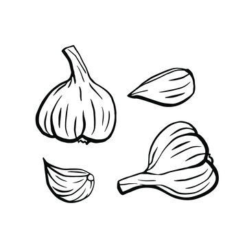 A set of hand-drawn illustrations of garlic. Design elements for a poster, banner, or menu. Garlic isolated on a white background. Hand-drawn vector illustration in Doodle style.
