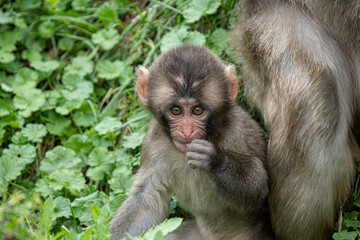 baby monkey with mother nearby is teaching her monkey business