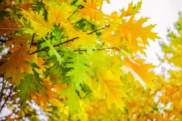 branch with autumn oak leaves close-up. background with autumn trees in the park.